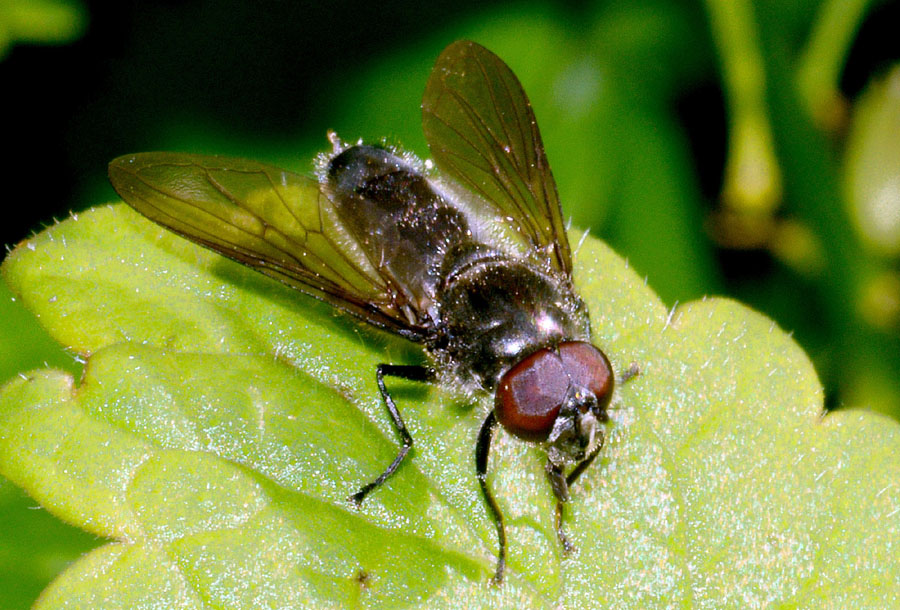Cheilosia sp. maschio (Syrphidae)